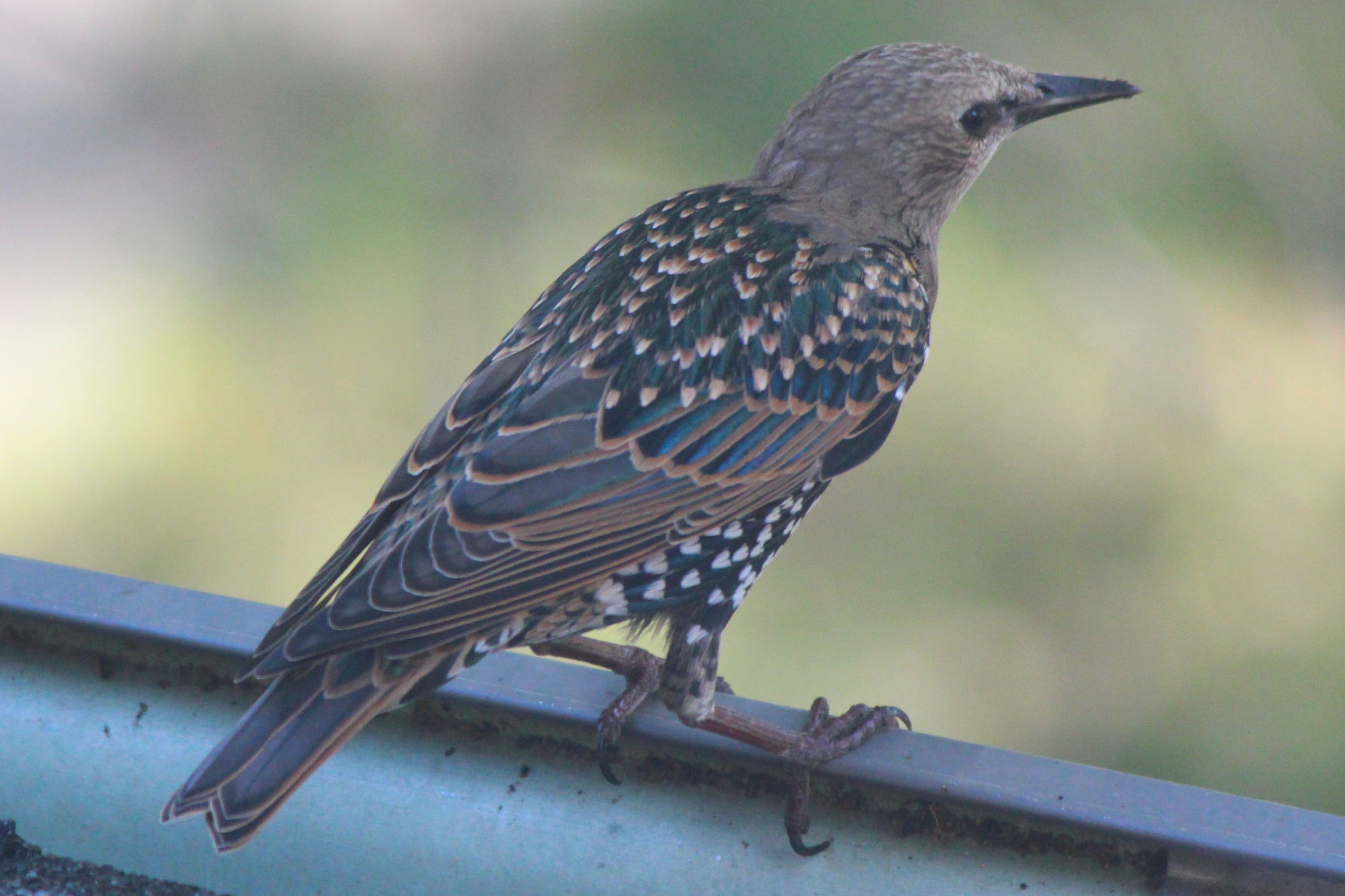Starling, I think? standing ad looking away